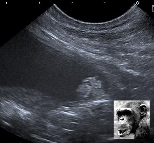 chimpanzé vesical mod