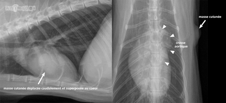masse-cutanee-annotations