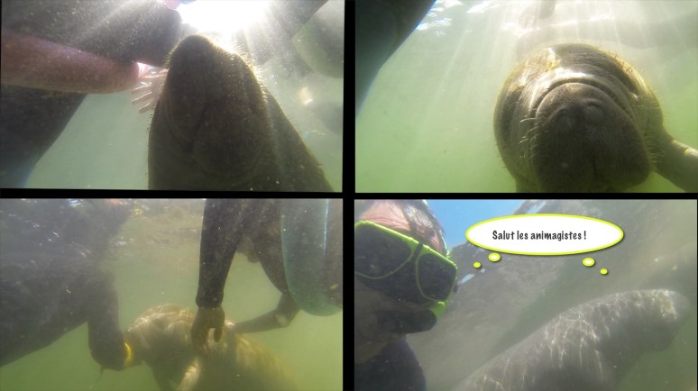 Ou-suis-je-animagistes