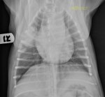thorax VD