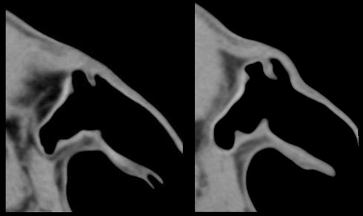 Julien Olive Cheval-Original