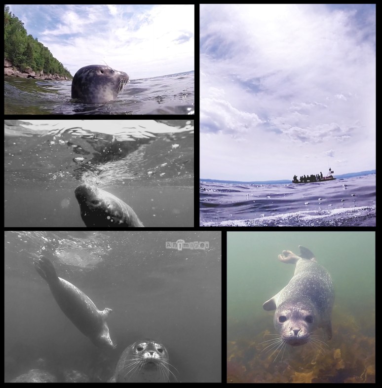 baignade avec les phoques