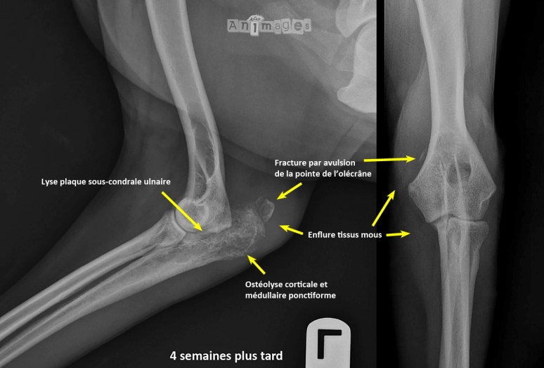 coude 4 novembre-annotée