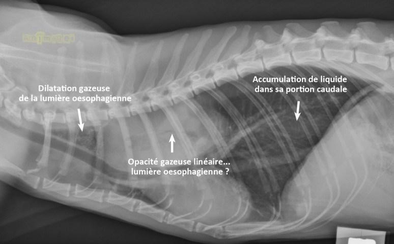 laterale gauche-annot