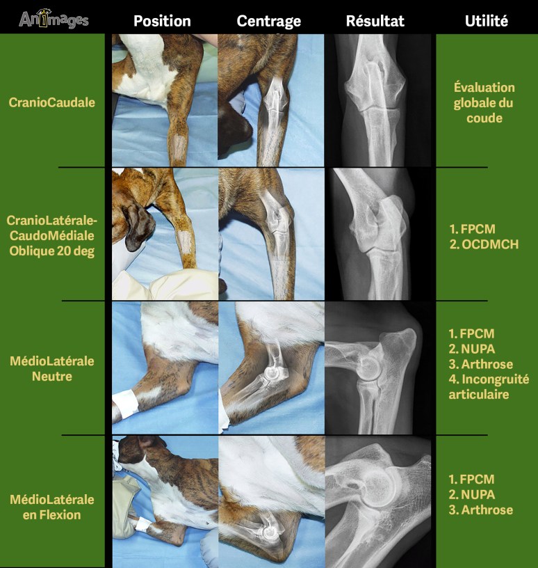 Positions coudes Animages