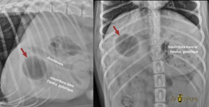 reponse quiz AMVQ 2016