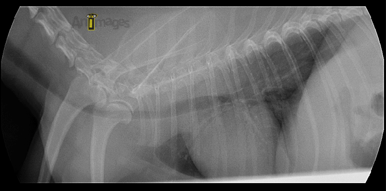 collapse-trachéal-bronchique-crop