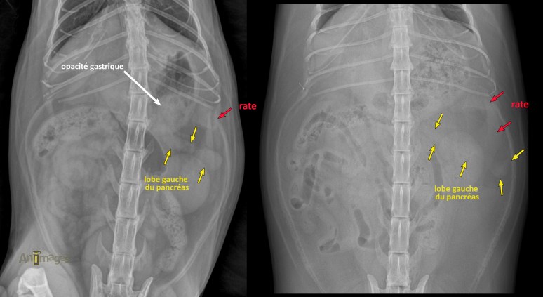 pancreas gauche visible RX deux chats
