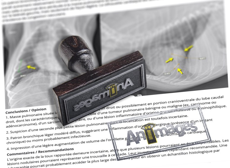 rubber-stamp-animages_rapport